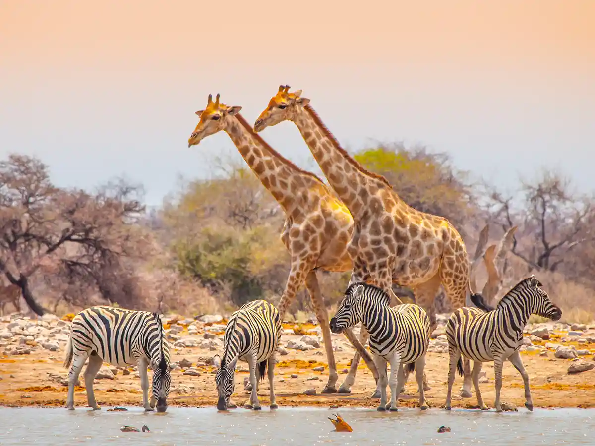 Zwei Giraffen und vier Steppenzebras am Wasserloch in Etosha im weichen Nachmittagslicht.